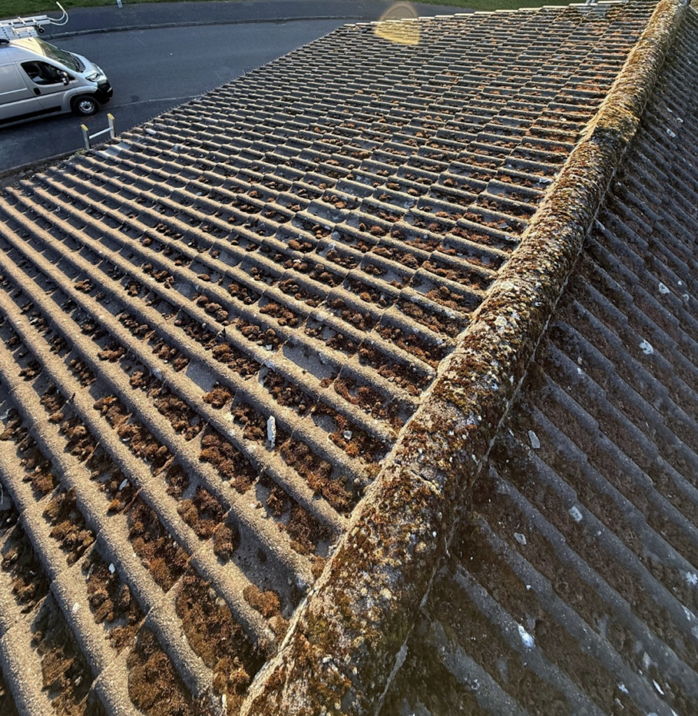 Roof Moss Removal Falkirk
